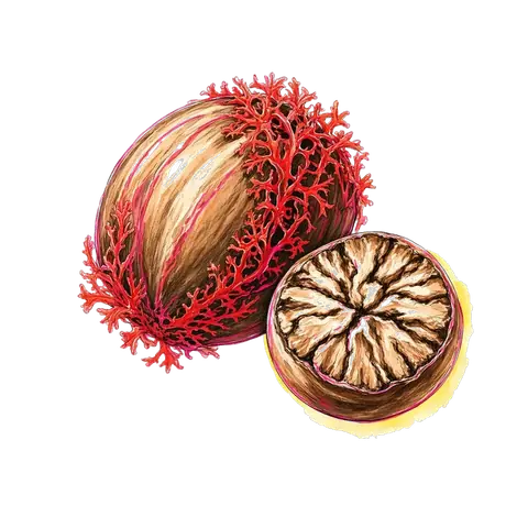 Nutmeg and mace illustration