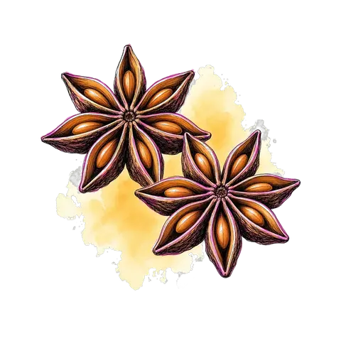 Star anise illustration